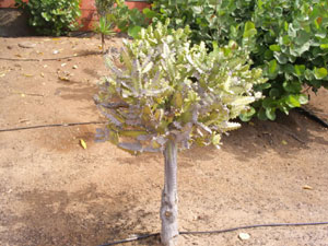 Kaktusbaum