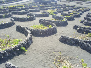 Lanzarote Wein La Geria