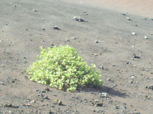 Vulkanpflanze
