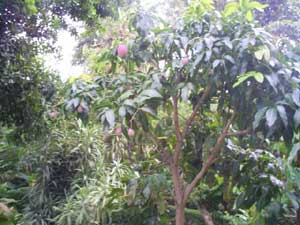 Mangobaum mit Mangos
